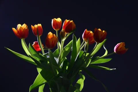 Tulips in studio Stock Photos