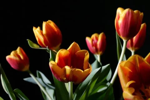 Tulips in studio Stock Photos