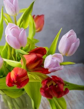 Tulips studio shot Stock Photos