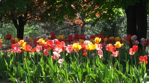 Tulips in the sun Stock Footage 5332086