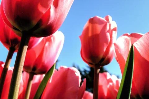 Tulips in the Sun Reflection with the View from the Bottom Towards Blue Sky and  Stock Photos
