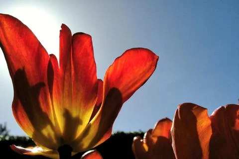 Tulips in the Sun Reflection with the View from the Bottom Towards Blue Sky and  Stock Photos