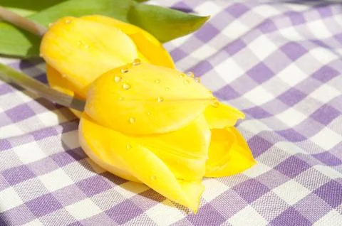 Tulips in sunlight Stock Photos