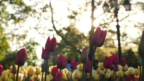 Tulips at sunset in soft focus Stock Footage 191873330