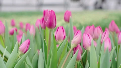 Tulips swaying gracefully in slow motion at a flower farm Video stock 303409097