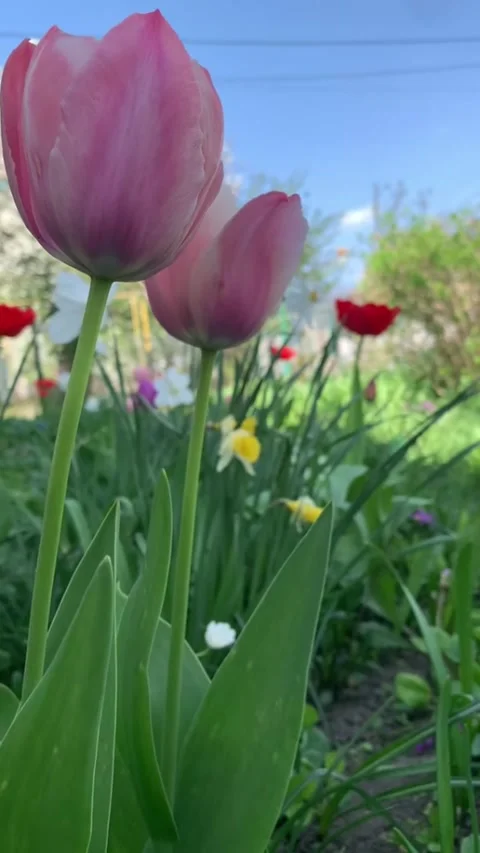 Tulips Swaying in the Spring Breeze Stock Footage 308071294