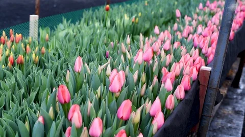 Tulips swaying in the wind on a background of greenery Stock Footage 104175071
