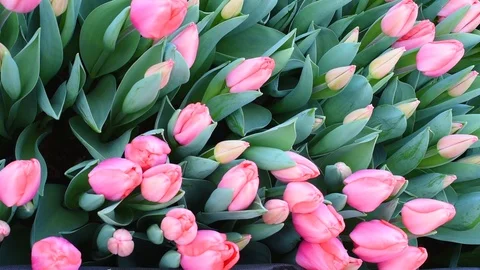 Tulips swaying in the wind on a background of greenery Stock Footage 104175074