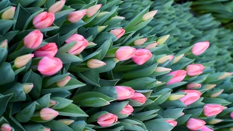 Tulips swaying in the wind on a background of greenery Stock Footage 104175109