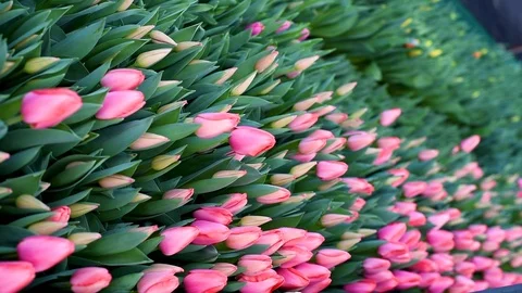 Tulips swaying in the wind on a background of greenery Stock Footage 104175116