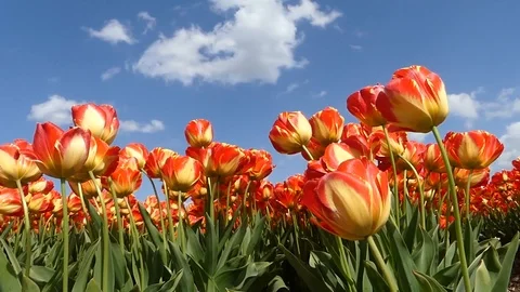 Tulips swaying in the wind 動画素材 106946868