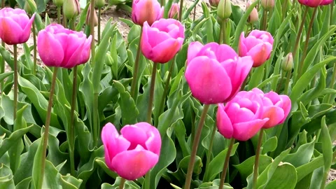 Tulips swaying in the wind Stock Footage 335181516