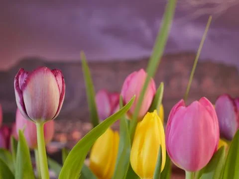Tulips with Table Mountain in the background. Stock Photos