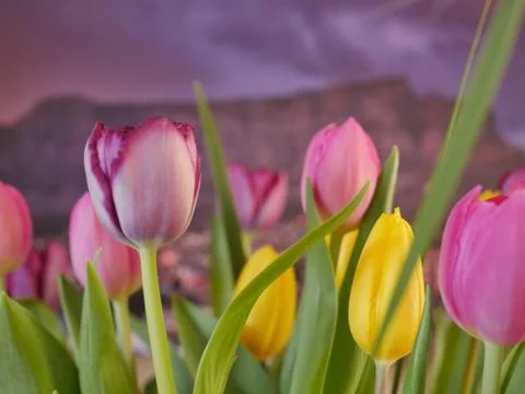 Tulips with Table Mountain in the background. Stock Photos