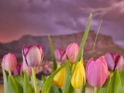 Tulips with Table Mountain in the background. Stock Photos