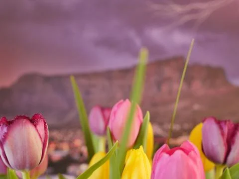 Tulips with Table Mountain in the background. Stock Photos