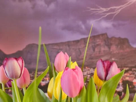 Tulips with Table Mountain in the background. Стоковые фото