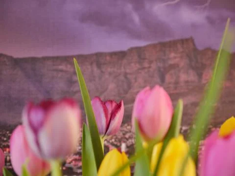 Tulips with Table Mountain in the background. Stock Photos