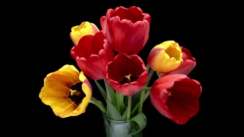 Tulips. Time lapse of red and yellow tulips flower blooming on black background Stock Footage 276284823