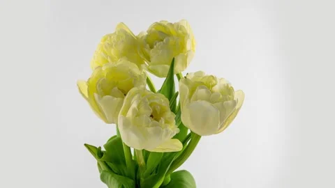 Tulips. Time lapse of white tulips flower blooming, isolated on white background Stock Footage 167782640