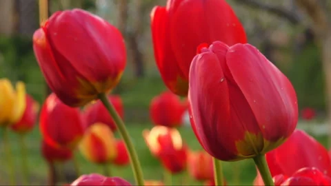 Tulips timelaps Stock Footage 86814992