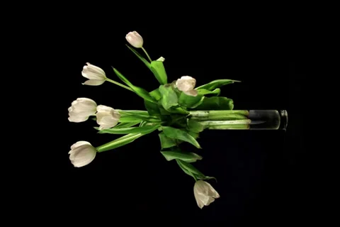 Tulips timelapse 5K Stock Footage 34434033