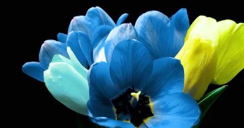 Tulips. Timelapse of bright pink striped colorful tulips flower blooming on Stock Footage 143802476
