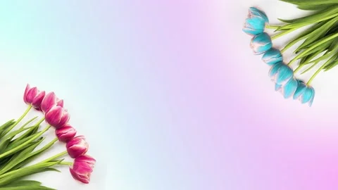 Tulips. Timelapse of bright pink striped colorful tulips flower blooming on Stock Footage 157052005
