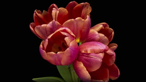 Tulips. Timelapse of bright pink striped colorful tulips flower blooming Video stock 171011353