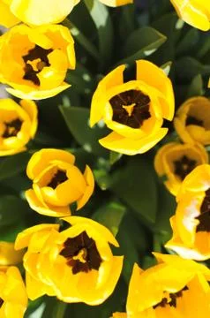 Tulips from Top View Stock Photos