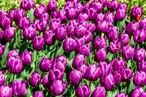 Tulips of Topkapi Palace. Stock Photos