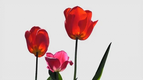 Tulips with a transparent background Stock Footage 156984515