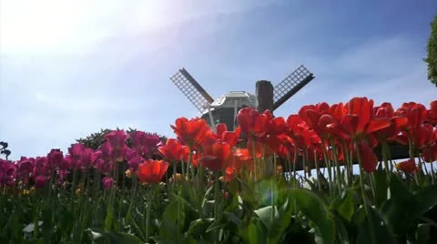 Tulips. Tulip field. Stock Footage 10915669
