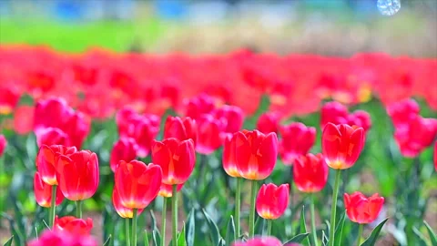 Tulips in the Tulip Field Stockbeeldmateriaal 330704535