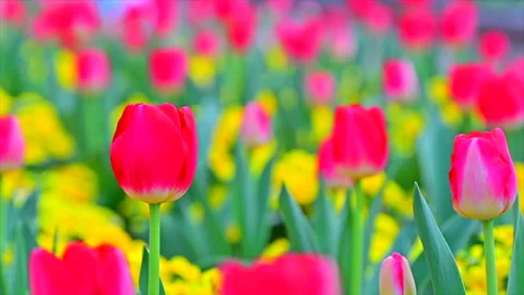 Tulips in the Tulip Field Видео 330706130