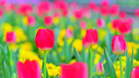 Tulips in the Tulip Field Stockbeeldmateriaal 330706227