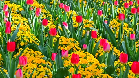 Tulips in the Tulip Field Видео 330706365