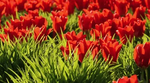 Tulips (Tulipa) Stock Footage 13997479