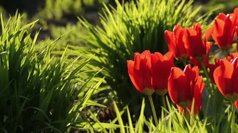 Tulips (Tulipa) Stock Footage 13997709