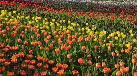 Tulips (Tulipa) Video stock 15485370