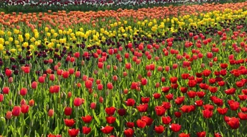 Tulips (Tulipa) Stock Footage 15485961