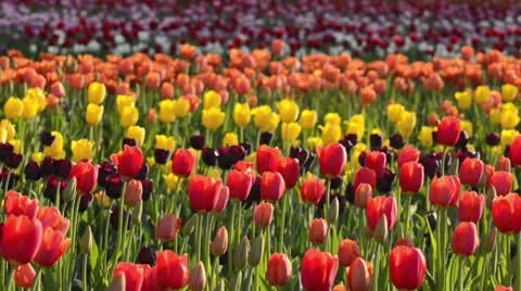 Tulips (Tulipa) Stock Footage 15486327