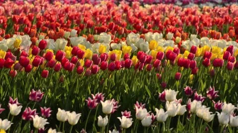 Tulips (Tulipa) Stock Footage 15486614