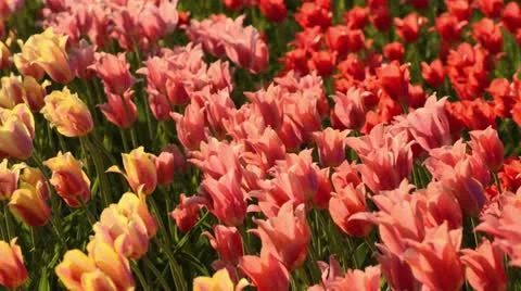 Tulips (Tulipa) Stock Footage 15486829