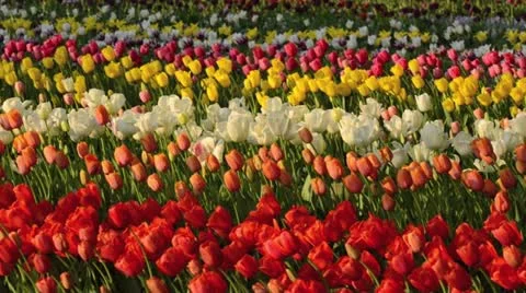 Tulips (Tulipa) Stock Footage 15487470