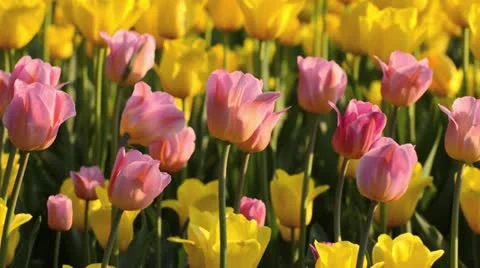 Tulips (Tulipa) Stock Footage 15487985