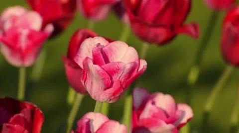 Tulips (Tulipa) Stock Footage 15488235