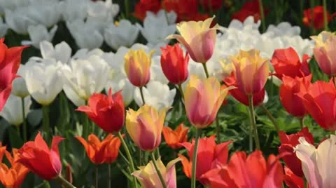 Tulips (Tulipa) Stock Footage 18078350