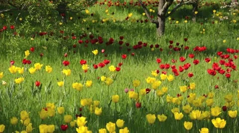 Tulips (Tulipa) in an orchard Stock Footage 15484063