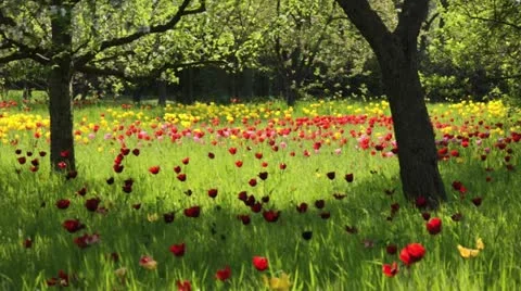 Tulips (Tulipa) in an orchard Stock Footage 15484637